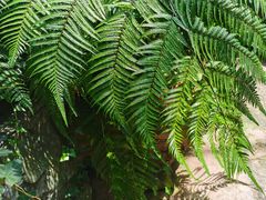 -北京植物园-展览温室