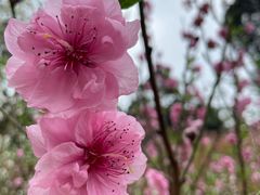 -桃花涧