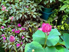 -山水茶艺馆·点心粤菜·30年老字号