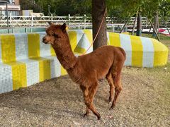 -前小桔亲子创意农场·草莓采摘·露营烧烤