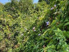 -广西壮族自治区药用植物园