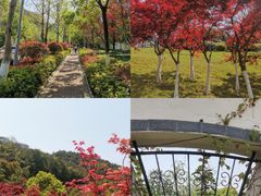 -铁山坪森林公园