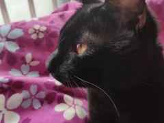 -PETKIT 小佩宠物·低压洗护·美容·寄养(安远店)