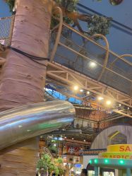 -卡通尼·Safari非洲探索乐园·生日会(金桥国际商业广场店)