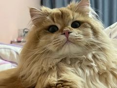 -欣宠猫屋·矮脚拿破仑·蓝金金渐层