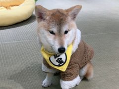 -逗柴咖啡屋·狗咖猫咖宠物桌游