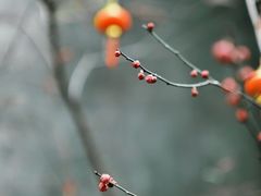 -高淳老街