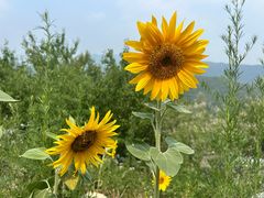 -潭柘厚院&山顶烤肉(潭柘寺店)