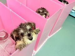 -翊宠yipet猫狗购宠庄园犬舍•猫舍