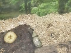 -上海大自然野生昆虫馆