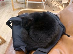 -李小姐の猫咖啡馆(五角场店)