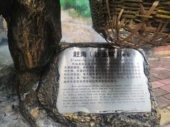 -北海金海湾红树林生态旅游区