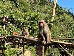 -西双版纳原始森林公园