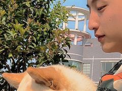 -喜柴咖啡·柴犬狗咖