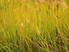 -羊亭河湿地公园