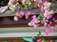-深圳国际园林花卉博览园