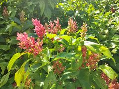 -中国科学院西双版纳热带植物园