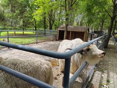 -长白岛森林公园