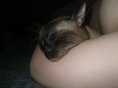 -宠爱国际动物医院· 猫科· 外科·中兽医(长白店)