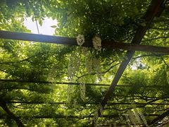 -嘉定紫藤园