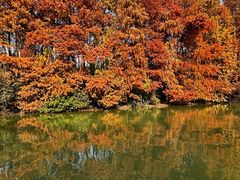 -上海海湾国家森林公园