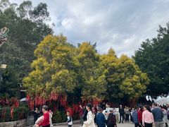 -神光山国家森林公园