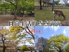 -奈良公园