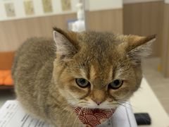 -申普宠物医院·眼科·心内科·影像科(普陀分院)