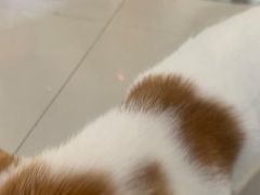 -平行世界·猫咖(首经贸店)