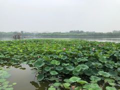 -大兴滨河森林公园