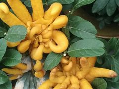 -龙大花卉苗木市场