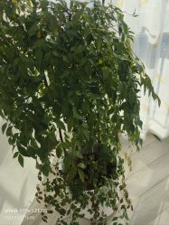 -HEYAN荷妍专业脱毛连锁机构