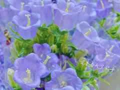 -双季花艺园艺市场(浦东店)