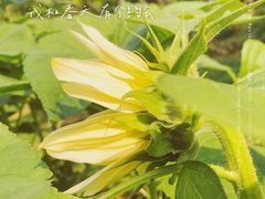-深圳仙湖植物园-停车场