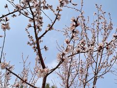 -南海子公园