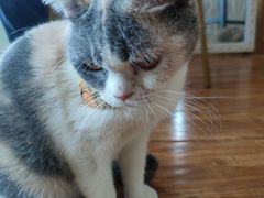 -这儿没有猫·猫咖萌宠馆·撸猫