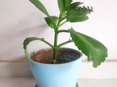 -憨老頭凉皮融合简餐(双山里店)