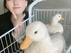 -浣熊柯尔鸭土拨鼠·电玩咖