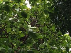 -武吉知马自然保护区