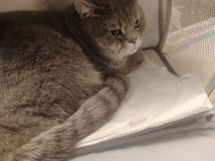 -瑞鹏宠物医院·骨科·猫科·内科(第一中心)