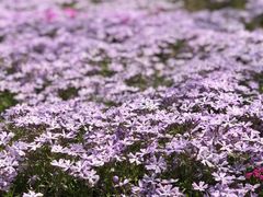 -莱阳濯村樱花园