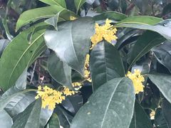 -刘记古镇羊肉汤