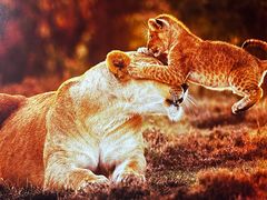 -罗红摄影艺术馆