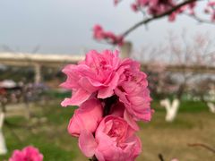 -秀丽东方