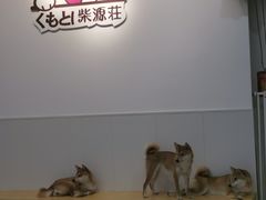 -柴源莊·柴小宠柴犬咖啡