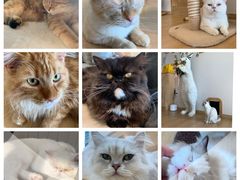 -猫腻·猫咖·撸猫馆(星光大道店)