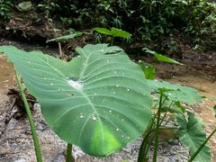 -阳台山森林公园