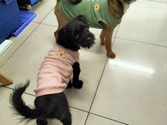 -关爱宠物医院·猫科中心·消化科(滨湖万达分院)