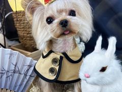 -读宠于你·约克夏比熊·睫角守宫·爬宠售卖(高新店)