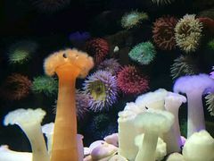 -瑞普利水族馆